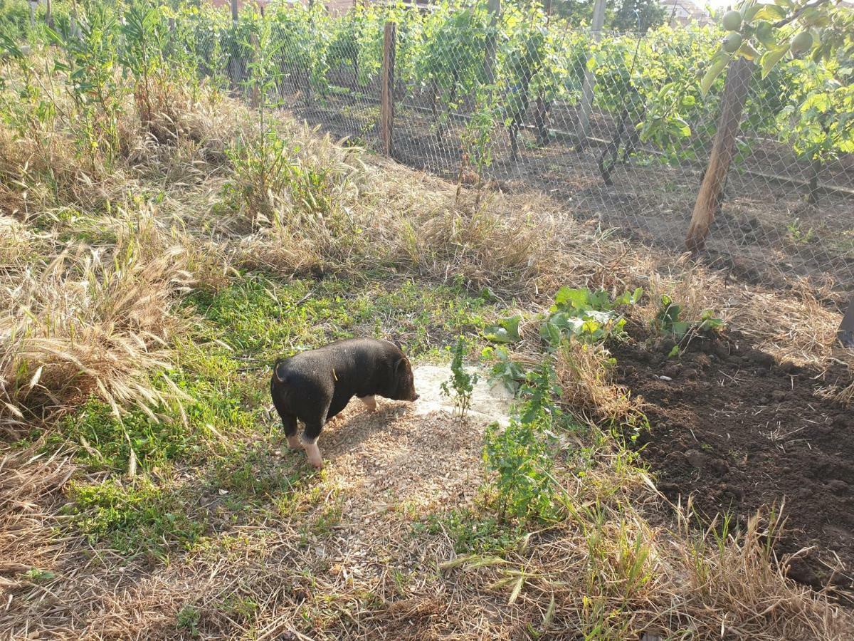 Penzion Jako Vino Bulhary Buitenkant foto